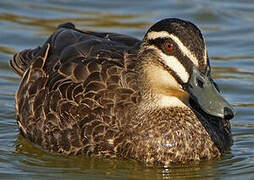 Pacific Black Duck