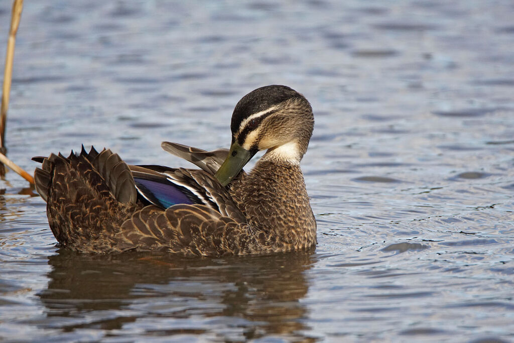 Pacific Black Duck