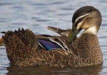 Canard à sourcils