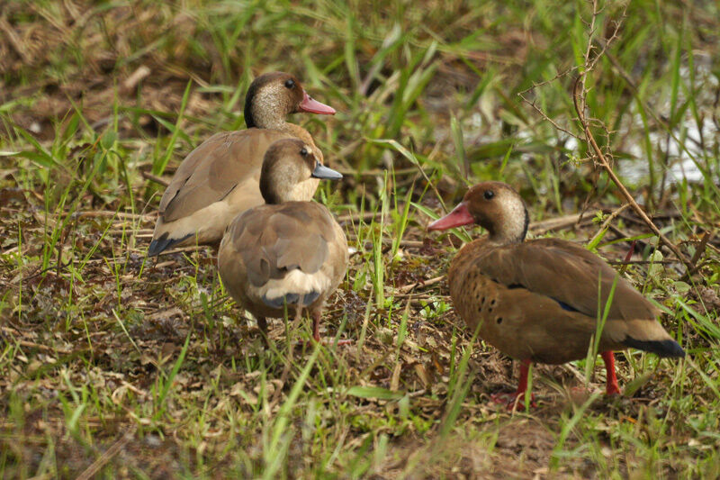 Canard amazonette