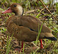 Canard amazonette