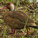 Canard amazonette