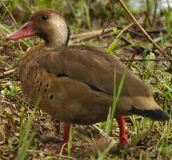 Canard amazonette