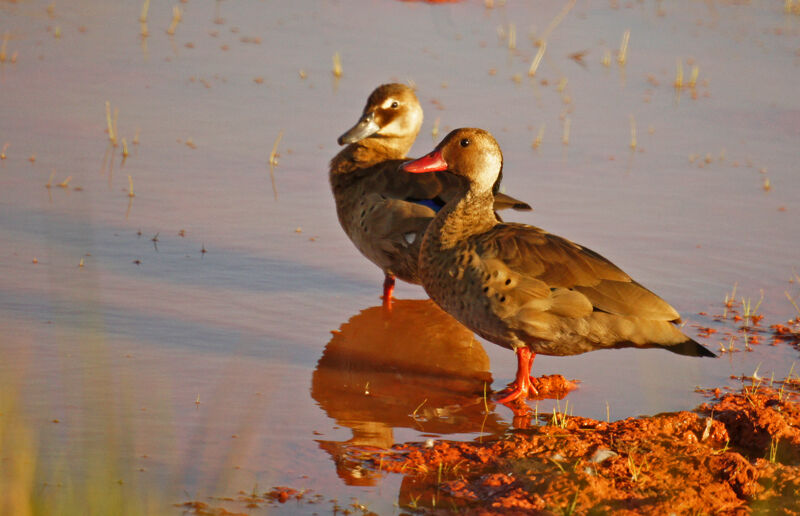 Canard amazonetteadulte