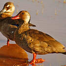 Canard amazonette