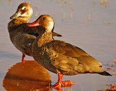 Brazilian Teal