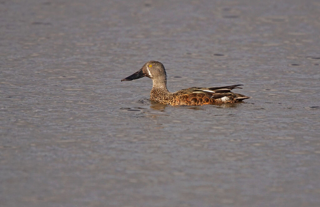 Australasian Shoveler male adult transition