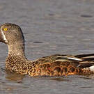 Canard bridé