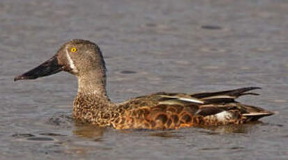 Canard bridé