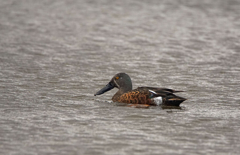 Canard bridé mâle adulte