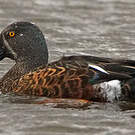 Canard bridé