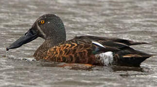 Canard bridé