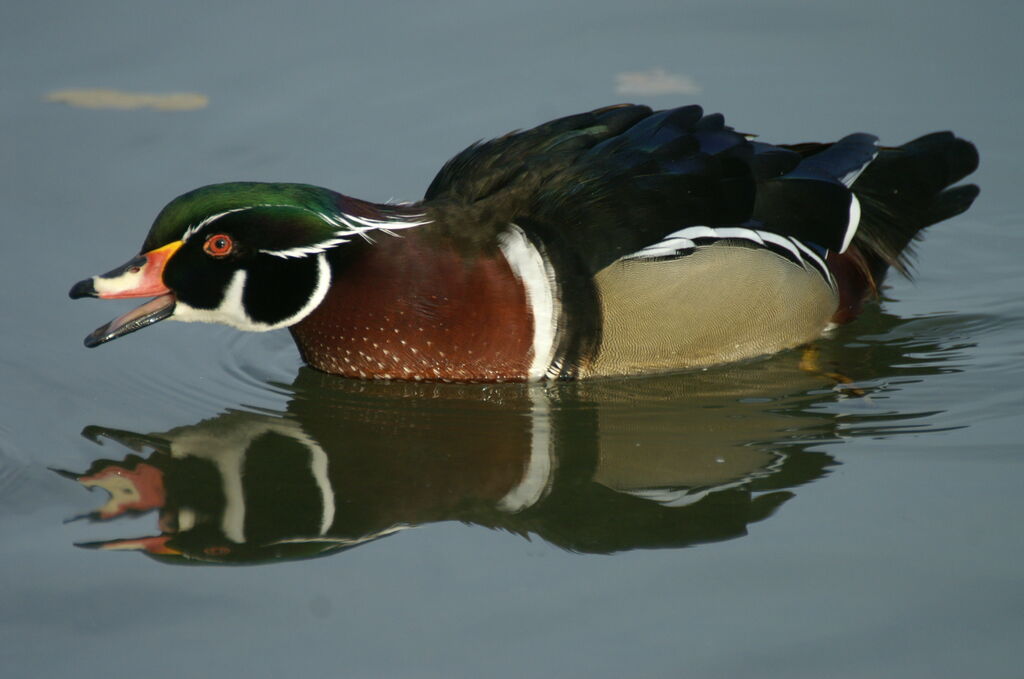 Wood Duck