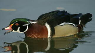 Wood Duck