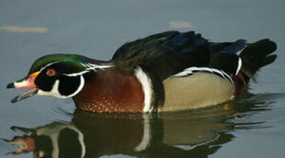 Canard carolin