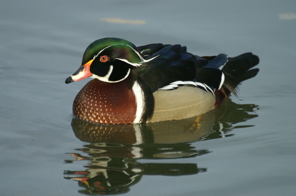 Wood Duck