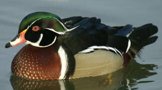 Wood Duck