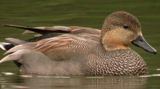 Gadwall