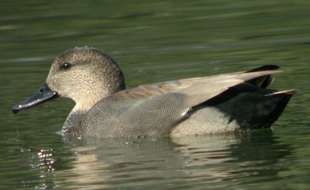 Gadwall