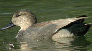 Canard chipeau