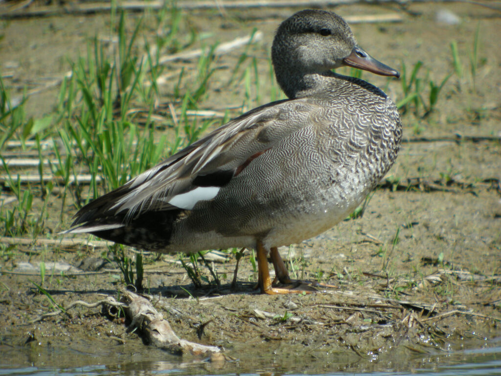 Canard chipeau