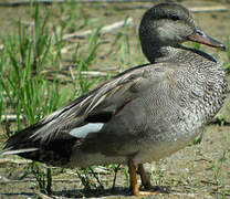 Gadwall