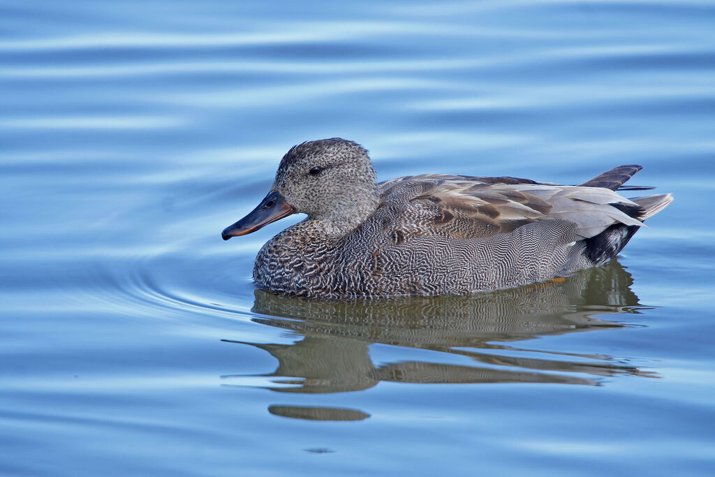 Canard chipeau