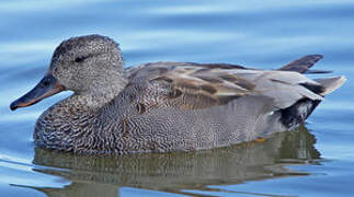 Gadwall