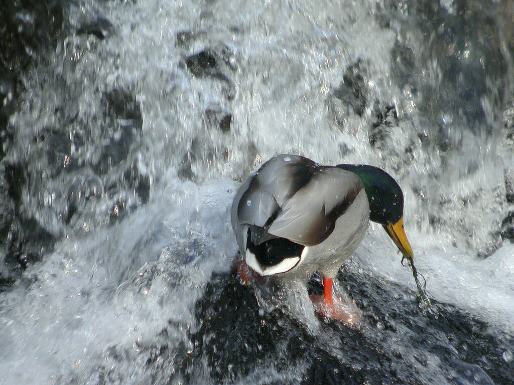 Canard colvert