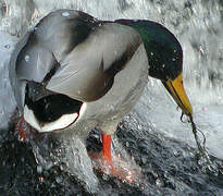 Canard colvert