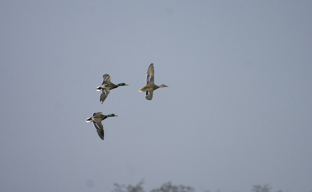 Canard colvert