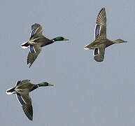 Canard colvert