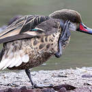 Canard des Bahamas