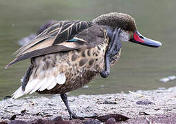 White-cheeked Pintail