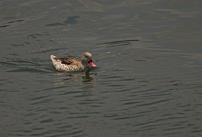 Cape Teal