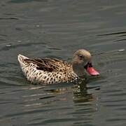 Cape Teal