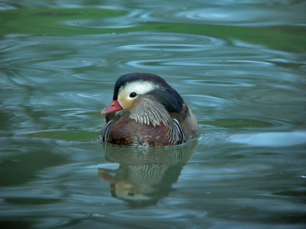 Mandarin Duck