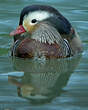 Canard mandarin