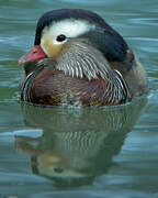 Mandarin Duck