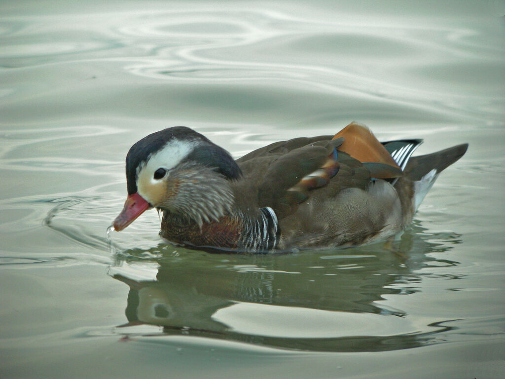 Mandarin Duck