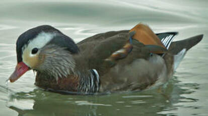 Canard mandarin