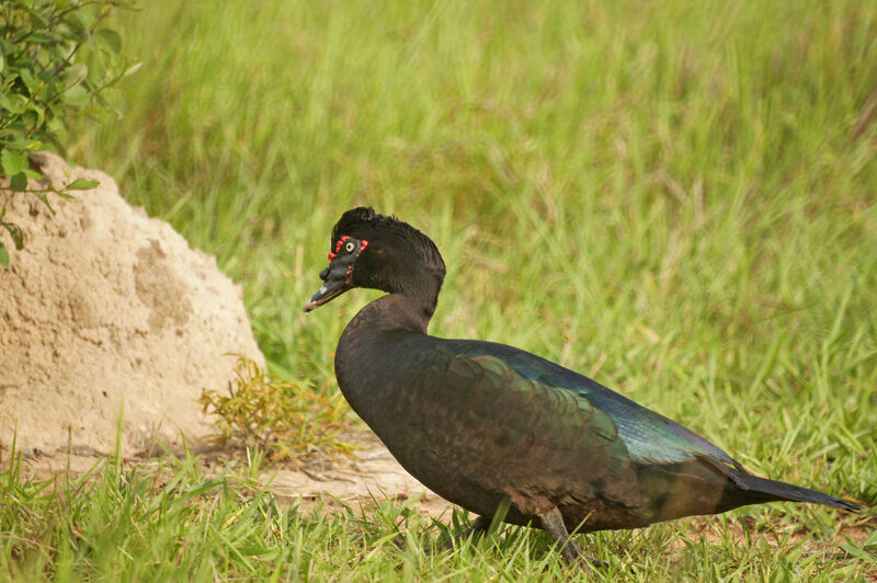 Canard musqué