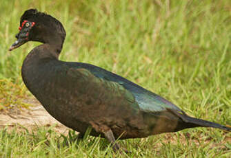 Canard musqué