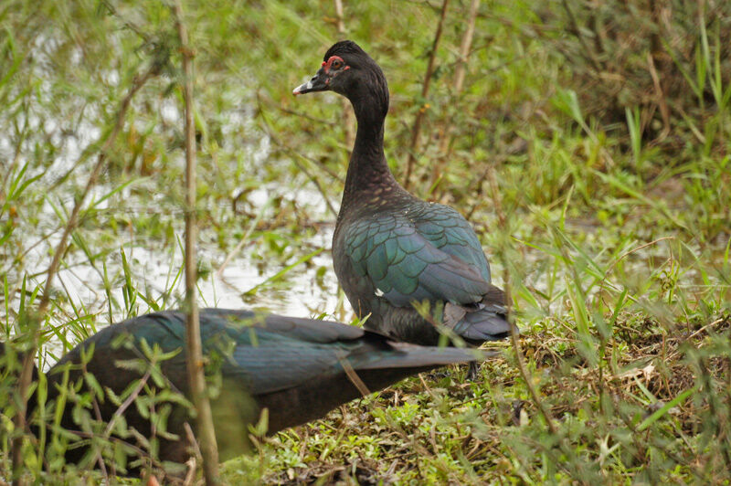 Canard musqué