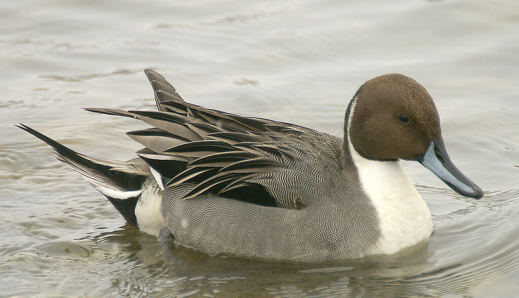 Canard pilet