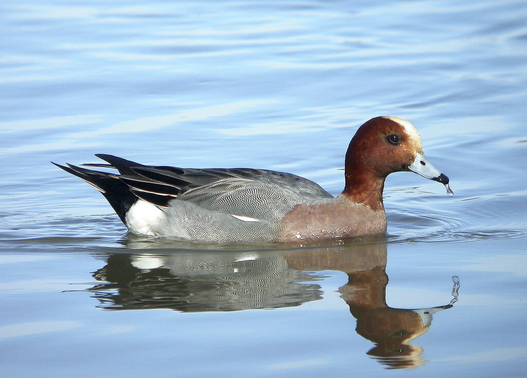 Canard siffleur