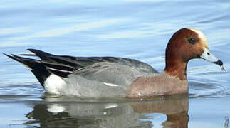 Eurasian Wigeon