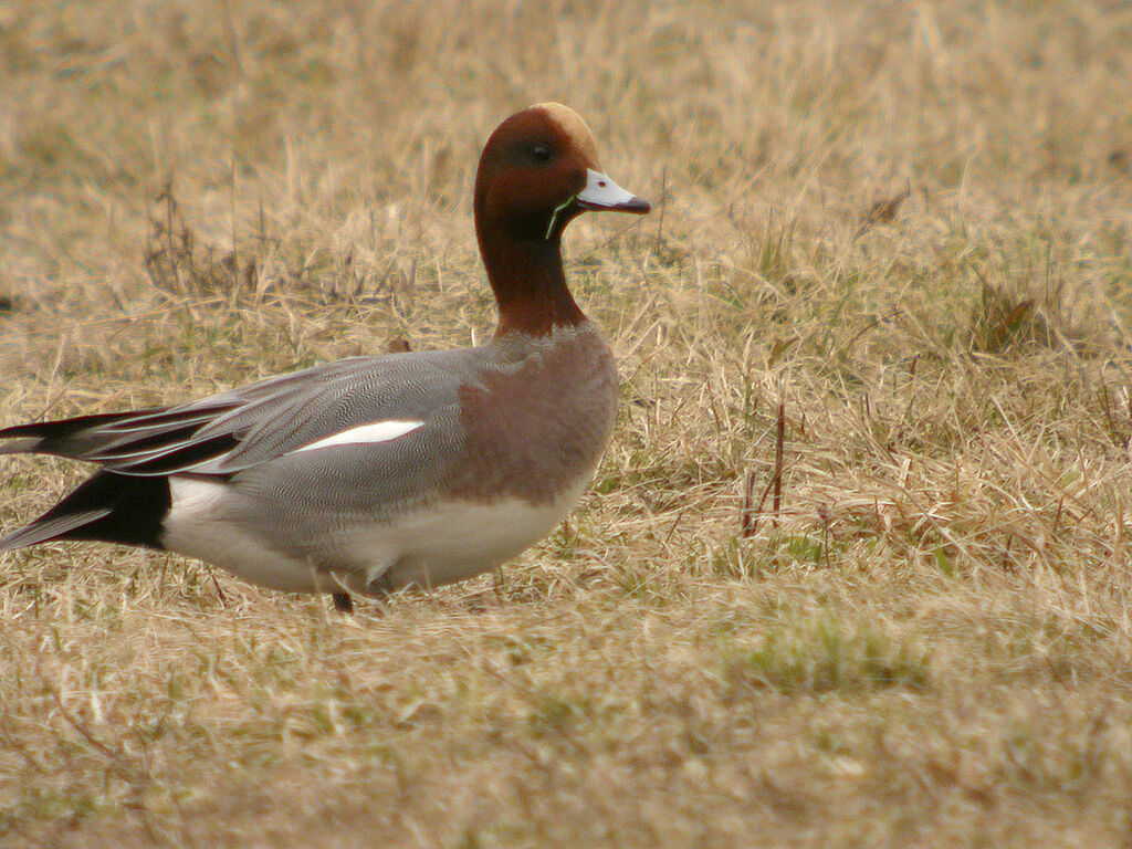 Canard siffleur