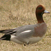 Eurasian Wigeon