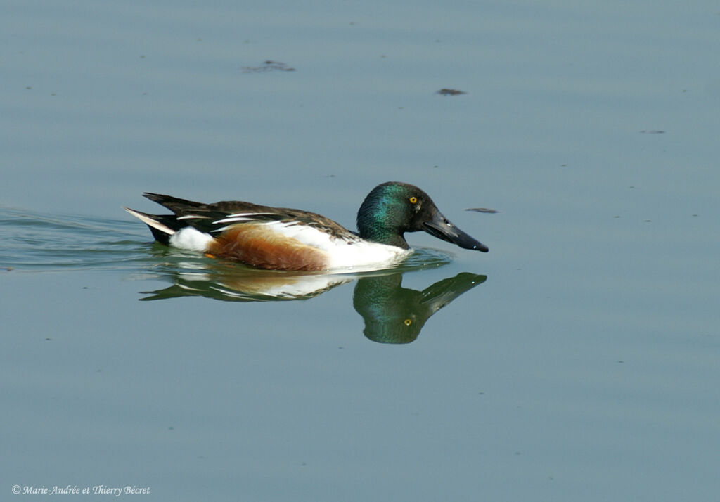 Canard souchet